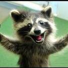 Bibi_Raccoon