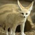 Fennec