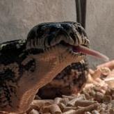 BoaConstrictor