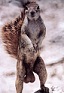 squirrelnutz